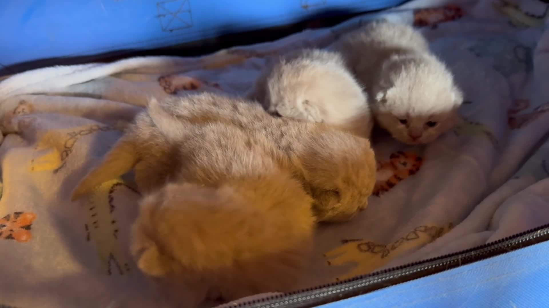 British Shorthair cats for sale: Beautiful British Shorthair Kittens - Video 2