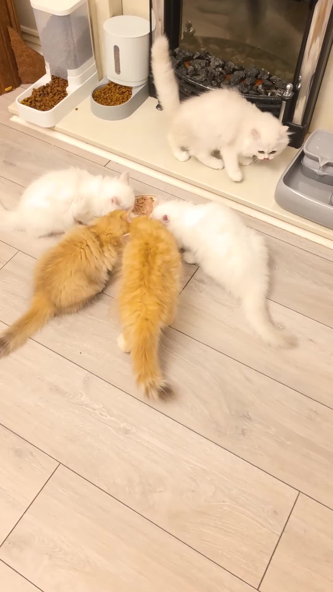 British Longhair cats for sale: British Longhair Kittens – Champion Lines ✨ - Video 1