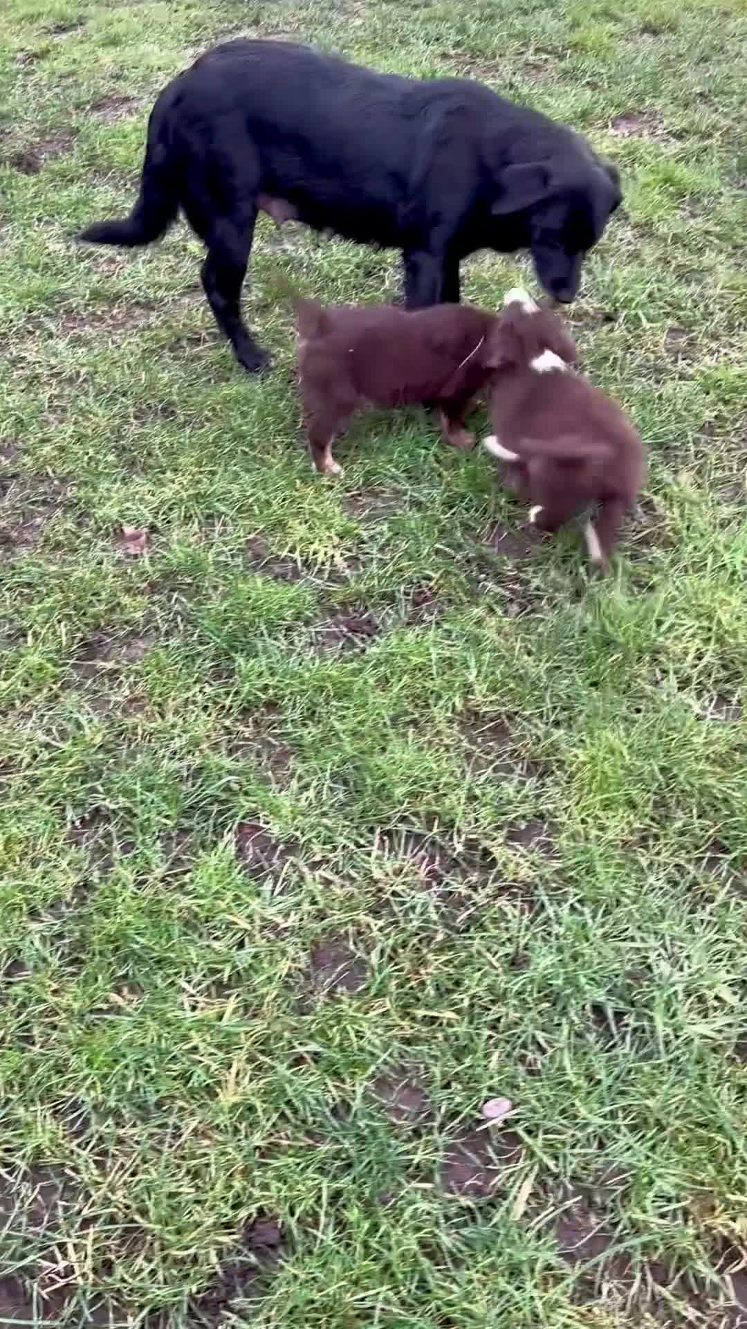 Borador dogs for sale: Beautiful Borador puppies for sale  - Video 3