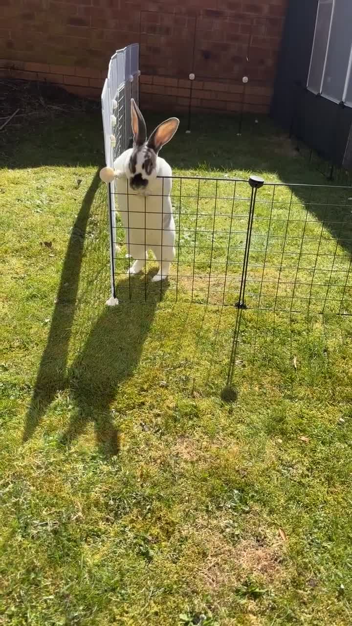 English Spot rabbits for sale: Female rabbit for sale  - Video 4