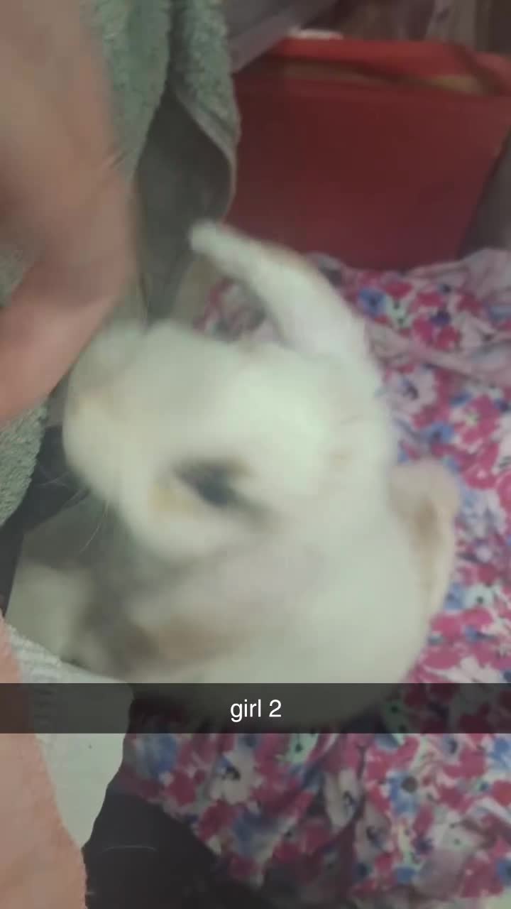 Mini Lop rabbits for sale: 5 beautiful mini lops, 3 boys, 2 girls - Video 3