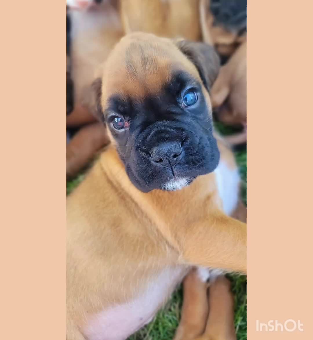 Boxer dogs for sale:   🐾 Champion Bloodline Boxer Puppies🐾 - Video 1