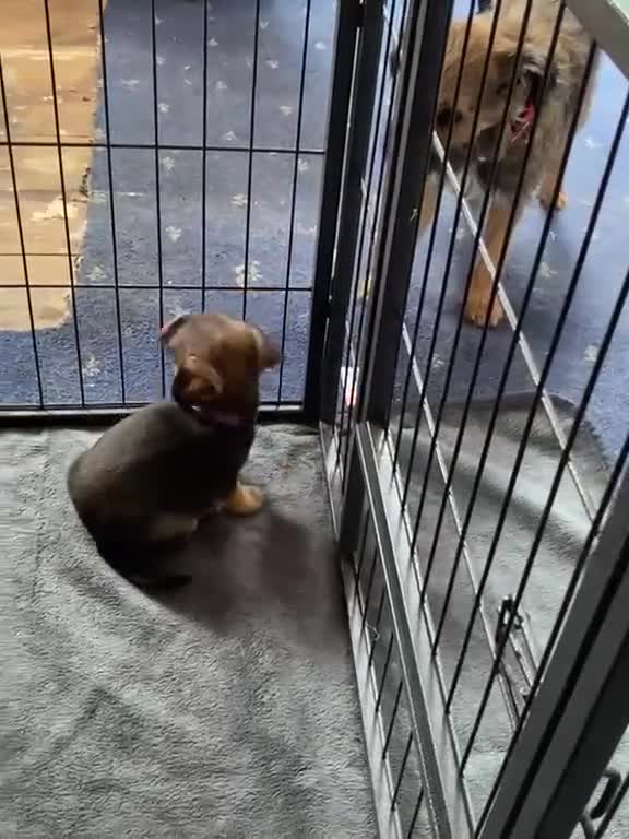 Border Terrier dogs for sale: SLEM clear KC Registered Border Terrier puppies  - Video 3