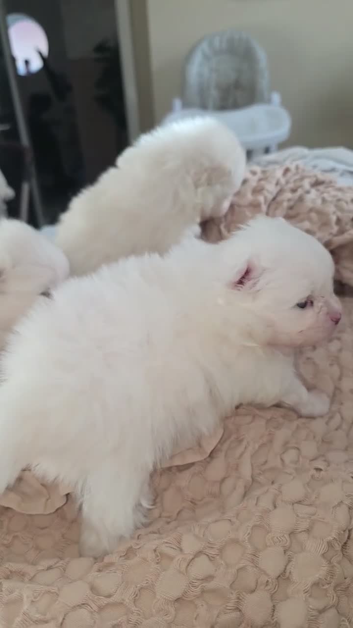 Pomeranian dogs for sale: Gorgeous white fluffy pomeranians in Preston - Video 1
