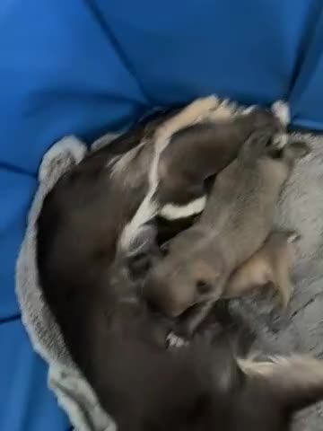 Chihuahua dogs for sale: Chihuahua puppies in Kidderminster - Video 1