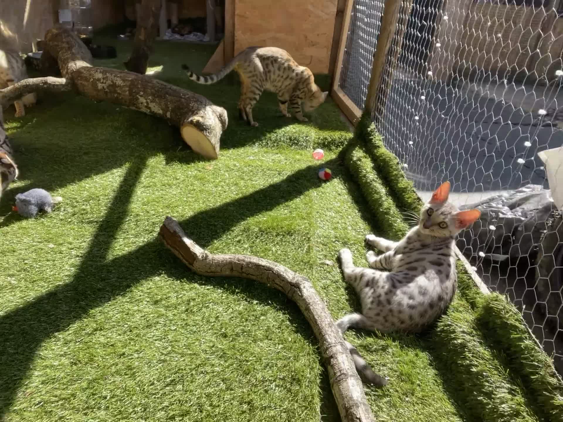 Bengal cats for sale: Beautiful silver female kit - Video 1