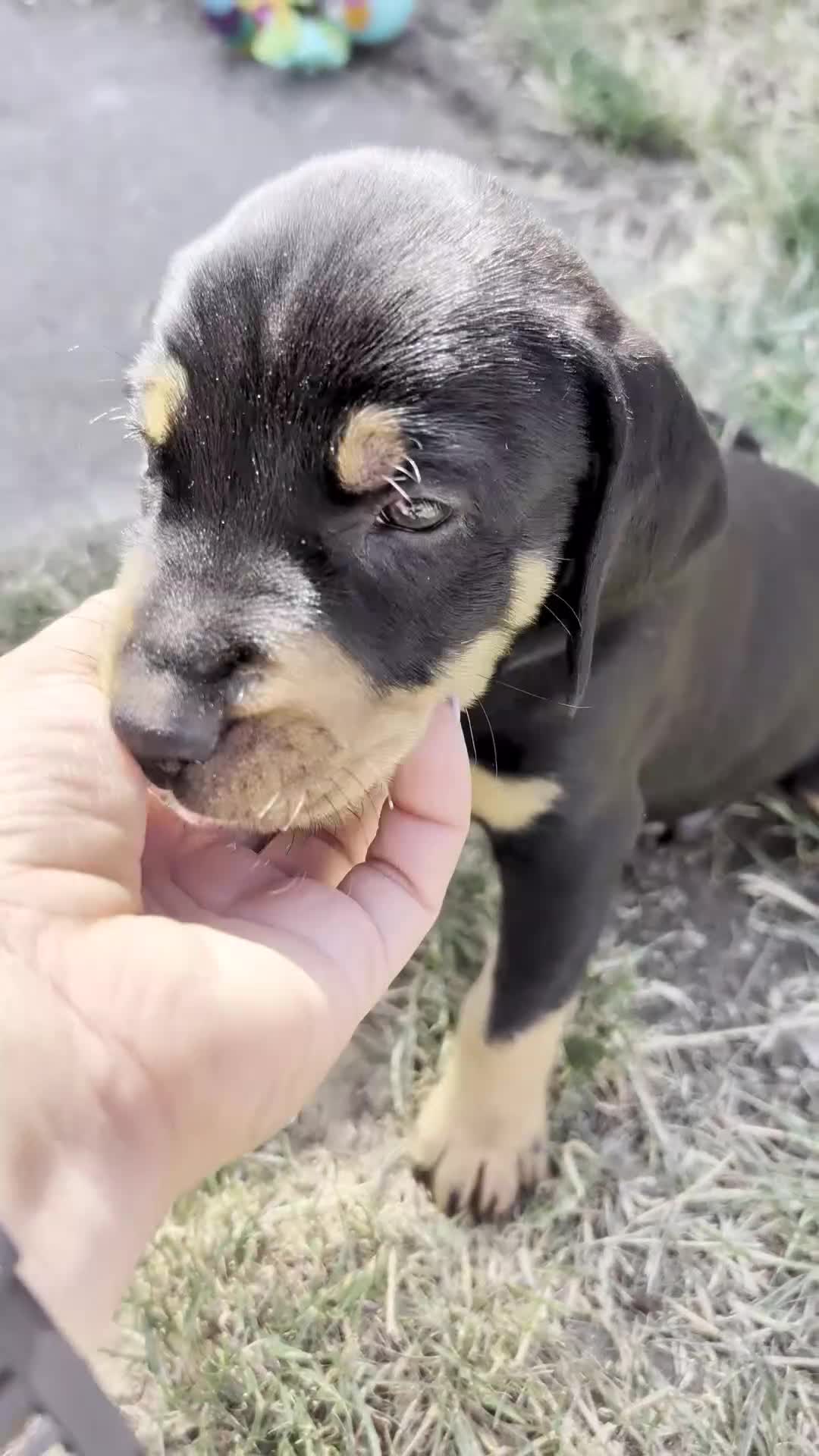 Mixed Breed dogs for sale: Pure breed Lithuanian hounds 2 puppies left - Video 2