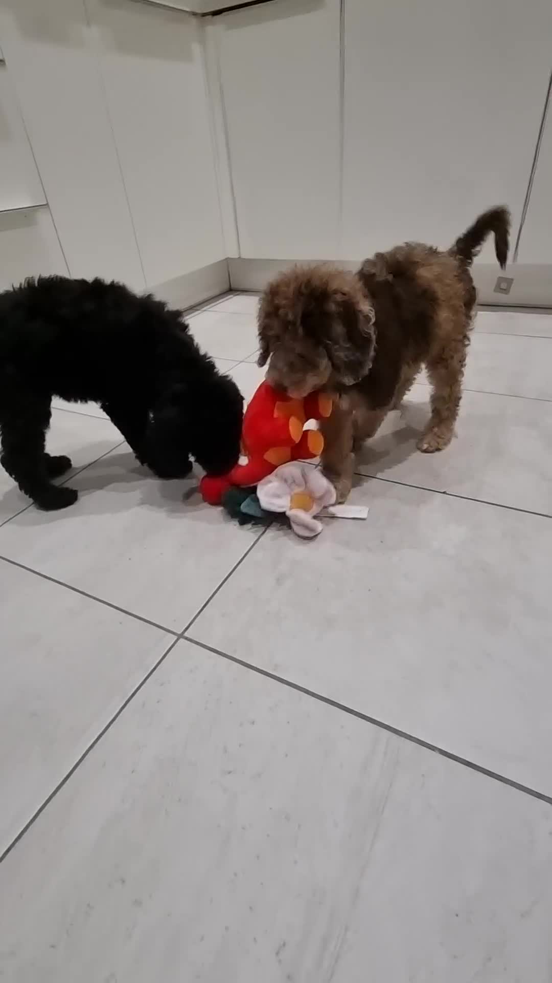 Mixed Breed dogs for sale: Goldendoodle x Irishdoodle puppies - Video 2
