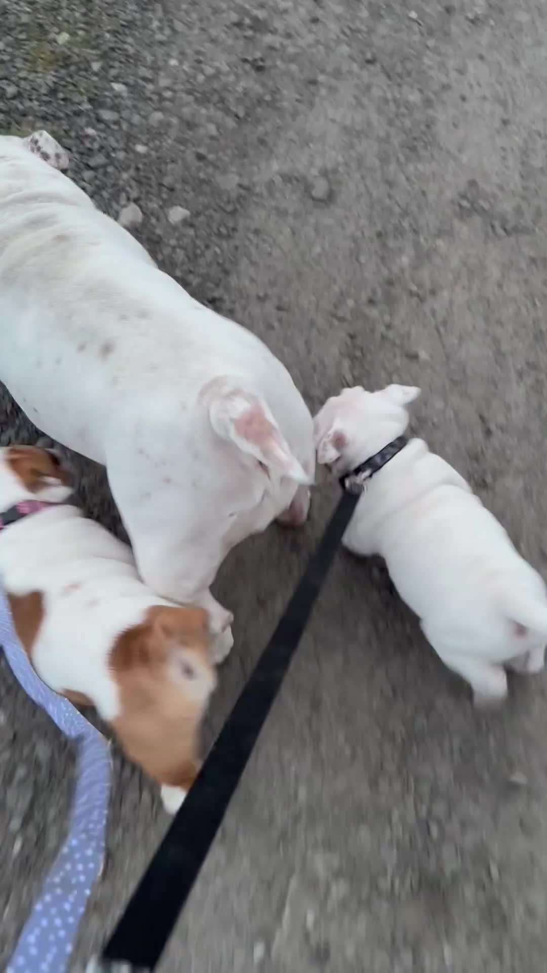 English Bulldog dogs for sale: Male bulldog puppy  in Brampton - Video 1