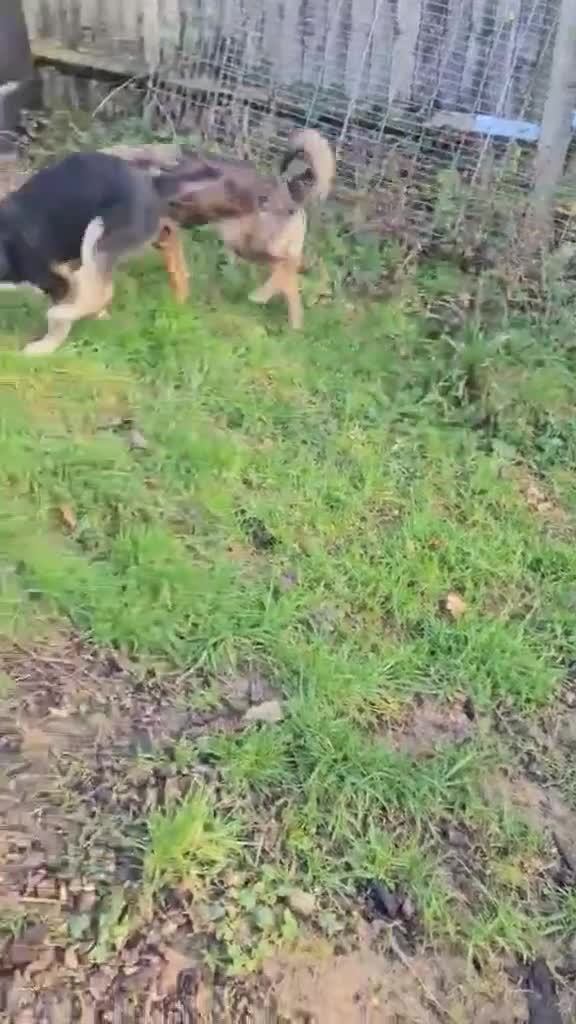 Mixed Breed dogs for adoption: Cute Colby for Adoption!  - Video 1