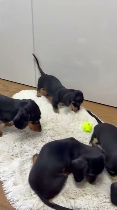 Miniature Dachshund dogs for sale: KC Miniature Dachshunds ready to leave now London - Video 2