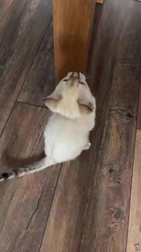 Bengal cats for sale: Snow lynx bengal male  - Video 2