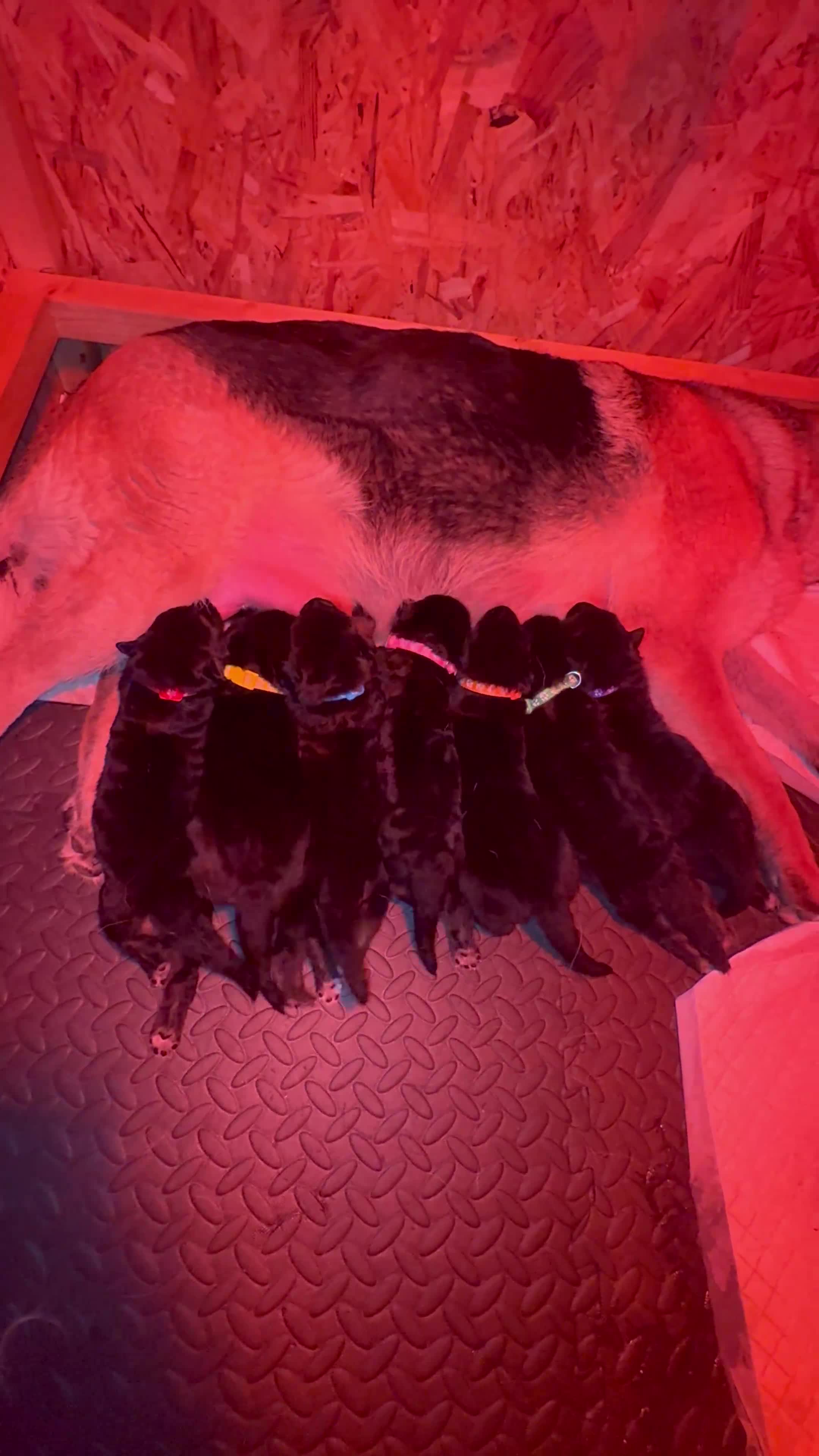 German Shepherd dogs for sale: ⭐️7 Beautiful German Shepherd Puppies⭐️ in Rugby - Video 1