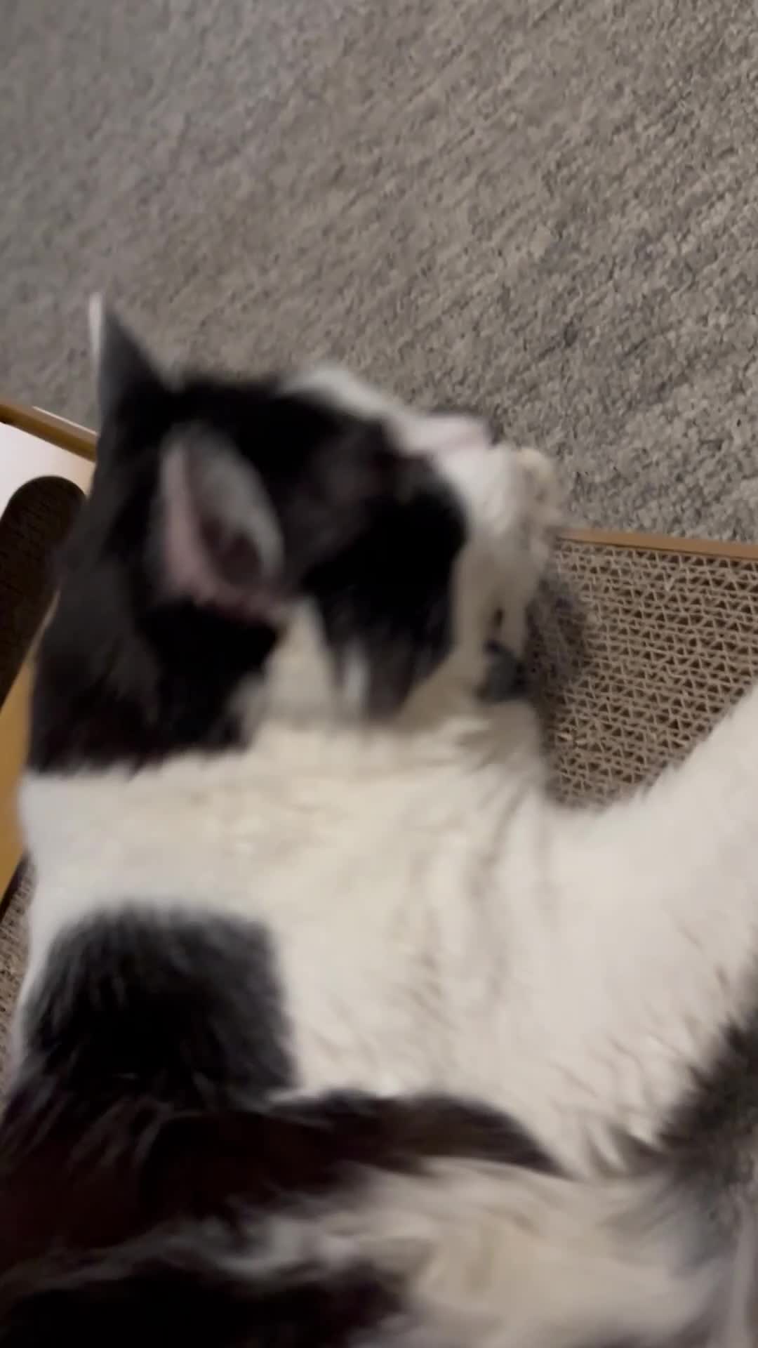 Mixed Breed cats for sale: Momo mane coon mix  - Video 1