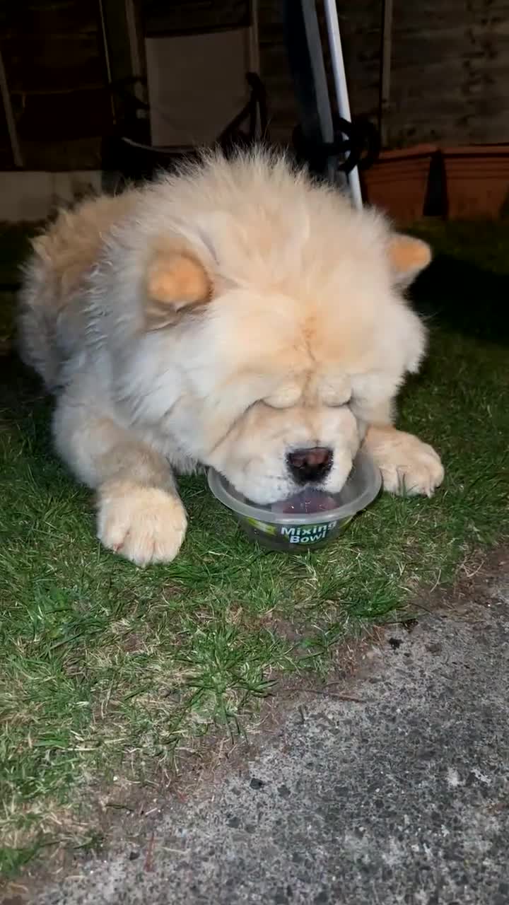 Chow Chow dogs for sale: DWKC registered chow chow - Video 2