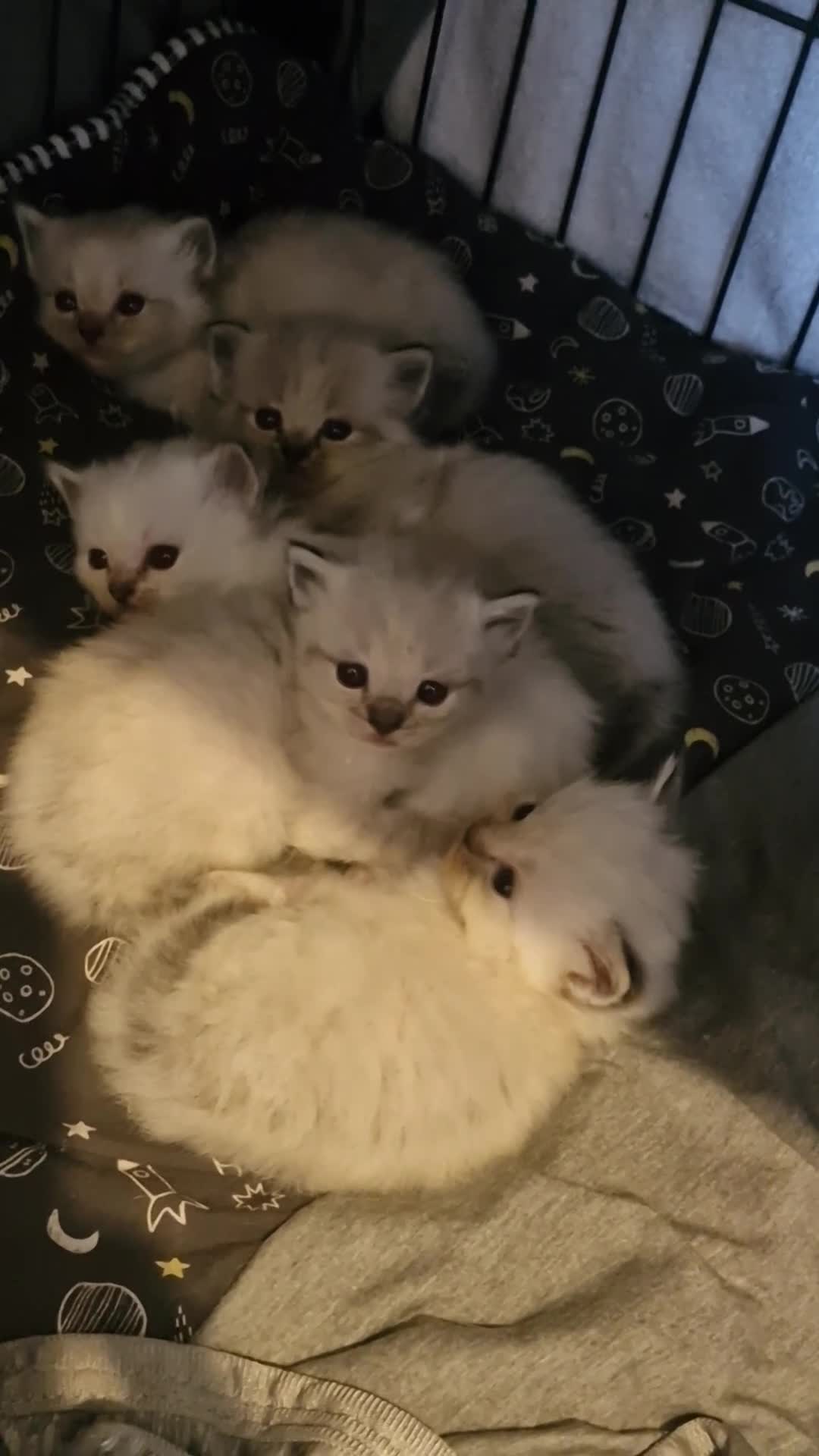 Ragdoll cats for sale: Ragdoll kittens in Porth - Video 3