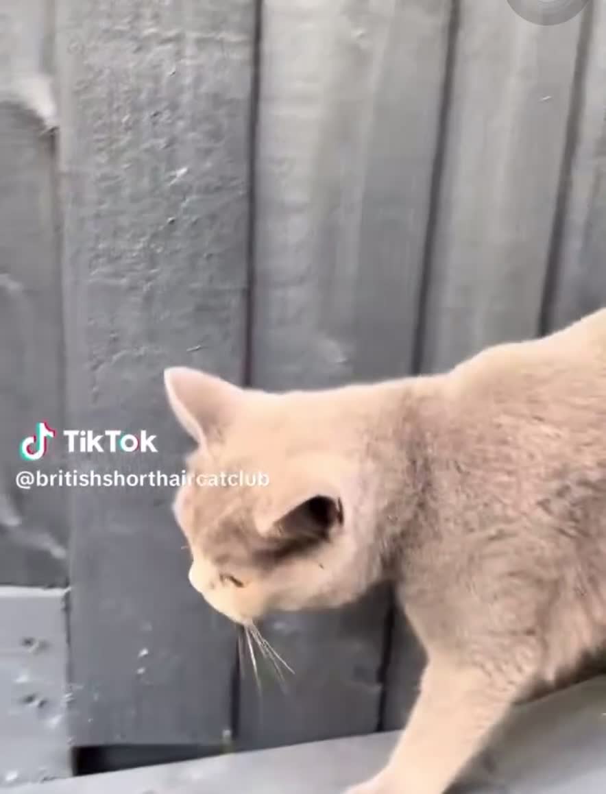 British Shorthair cats for sale: Beautiful Blue British Shorthair female cat QUEEN - Video 3