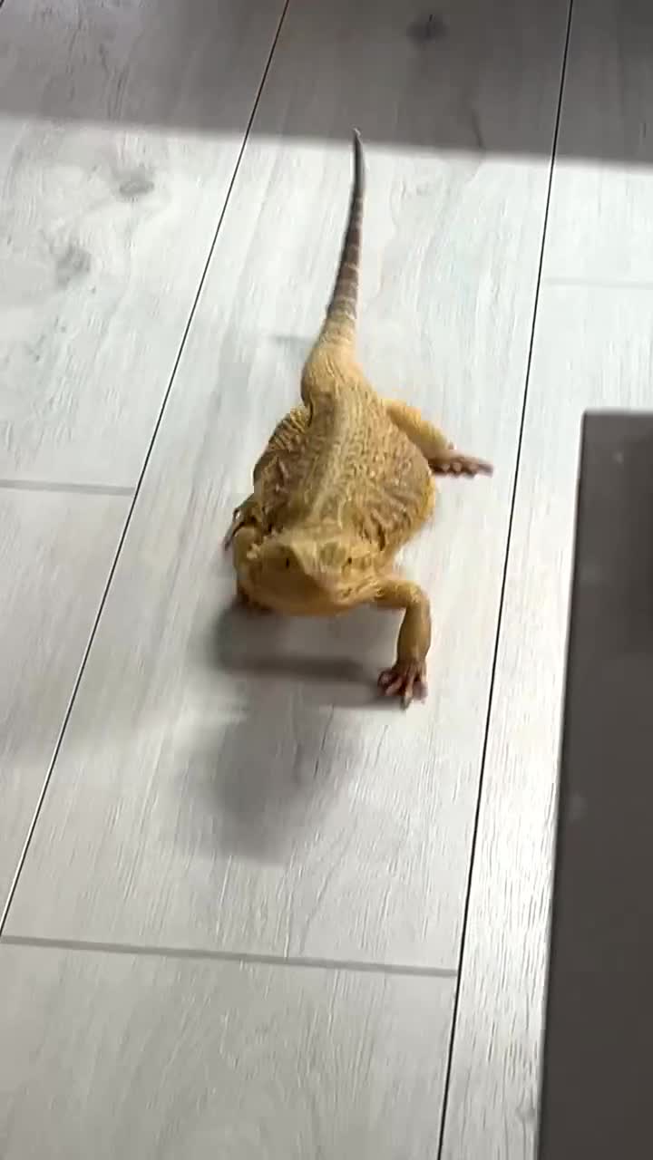 Bearded Dragon reptiles for sale: Bearded dragon and full set up  - Video 1