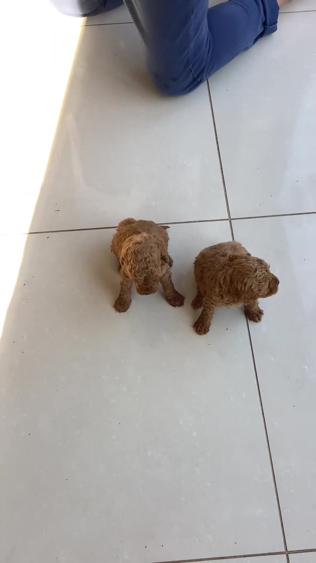 Toy Poodle dogs for sale: Toy poodle pups - Video 4