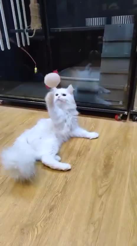 Mixed Breed cats for adoption: BLANCO - AMAZINGLY HANDSOME KITTEN NEUTERED VACCIN - Video 3