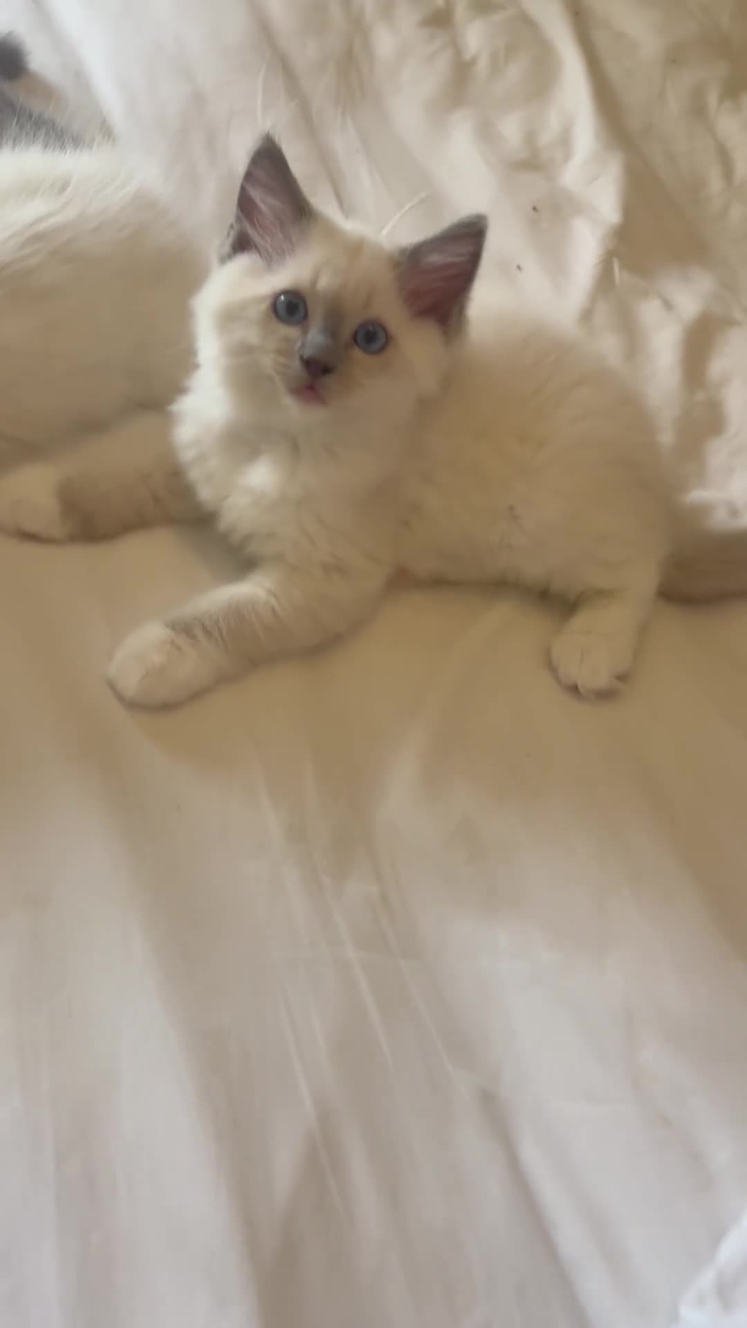 Ragdoll cats for sale: GCCF Adorable ragdoll kittens ready to gohome now - Video 1