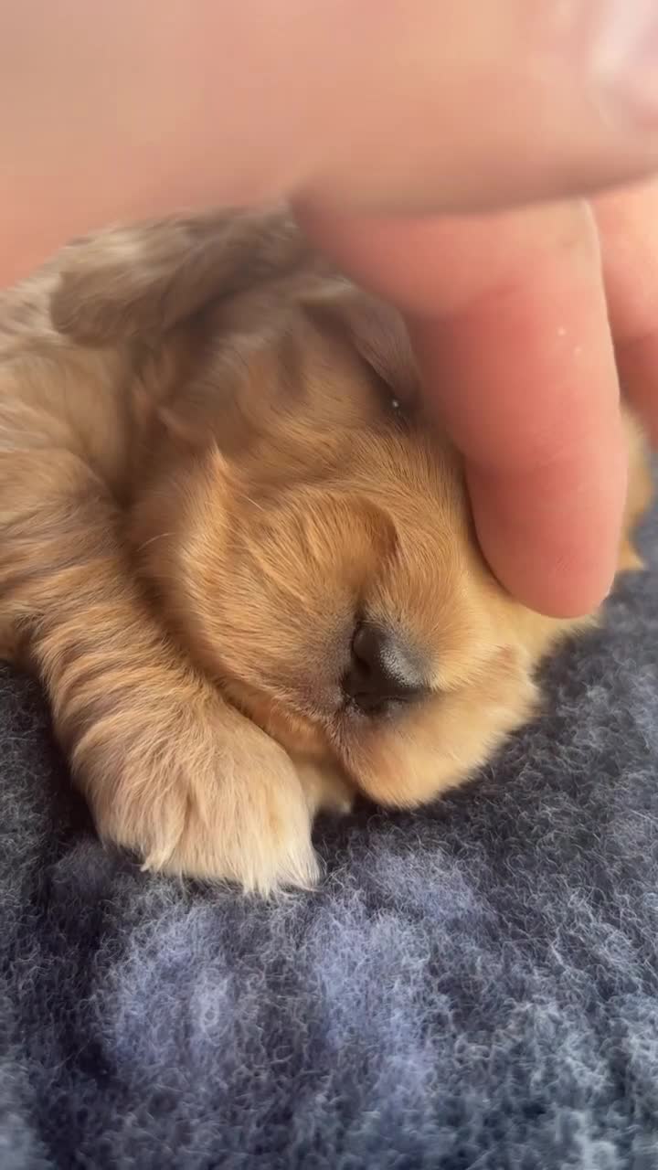 Cocker Spaniel dogs for sale: KC Reg show Type Cocker Spaniels VILLASPANIOL sire - Video 2