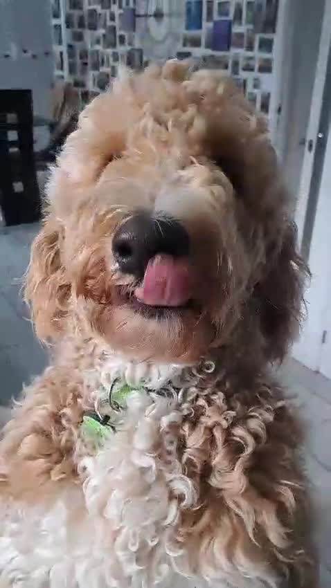 Mixed Breed dogs for sale: UNIQUE & ADORABLE FIB ST  BERDOODLE MALE AGE 1YR  - Video 1