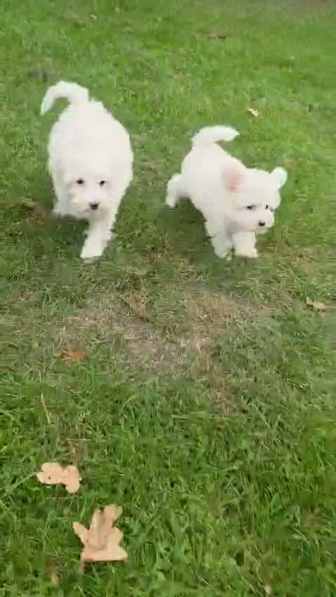 Maltipoo dogs for sale: Ready now! Last boy reduced fully vacc!  - Video 1