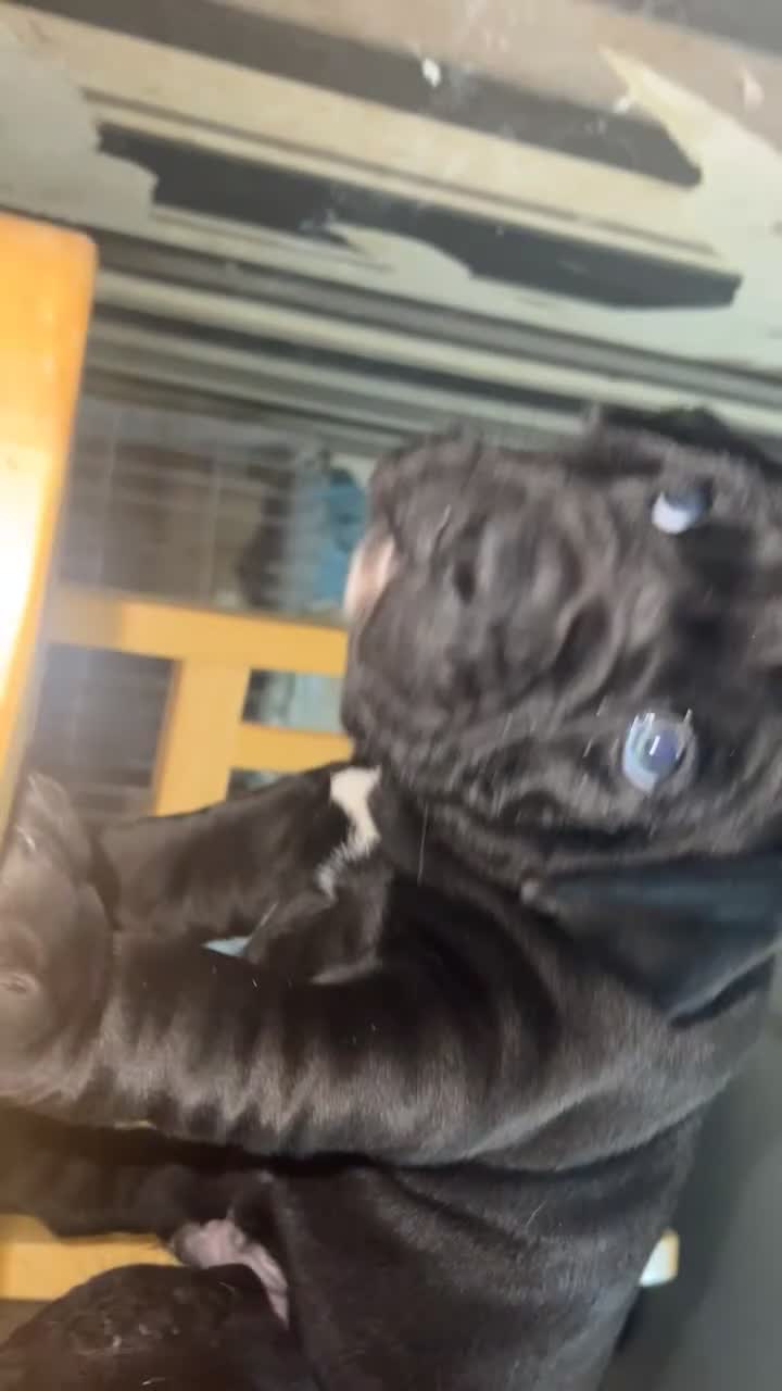 Mixed Breed dogs for sale: Staffy X  - Video 3