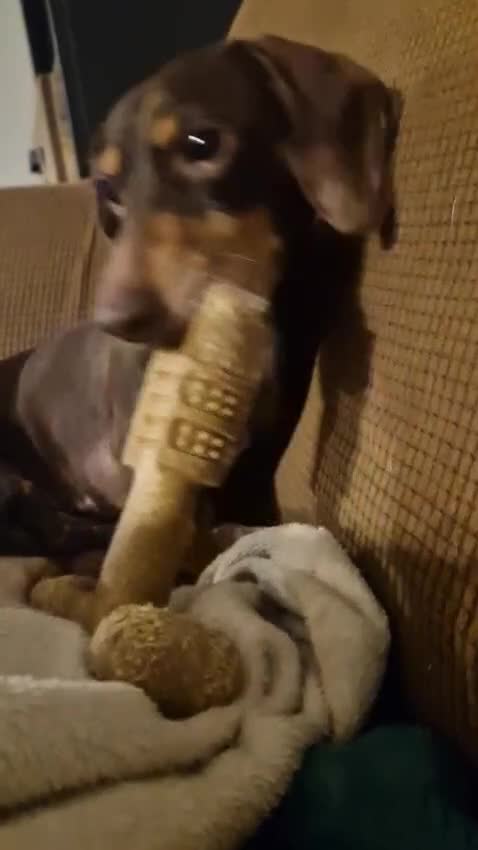 Dachshund dogs for adoption: 💖🐶 ROBIN AND MOCHI 🐶💖 - Video 3