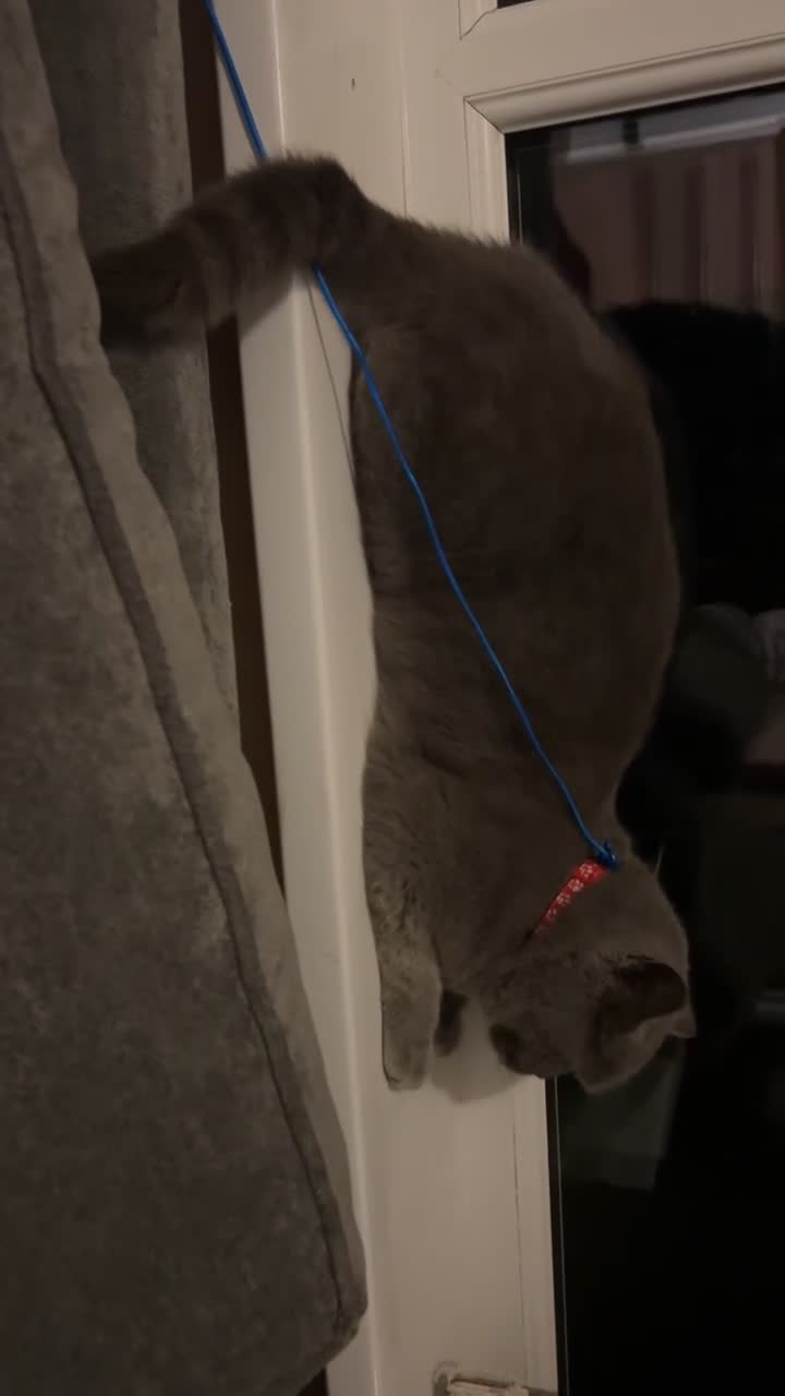 British Shorthair cats for sale: 3 Beautiful British ShortHair Cats - Video 1