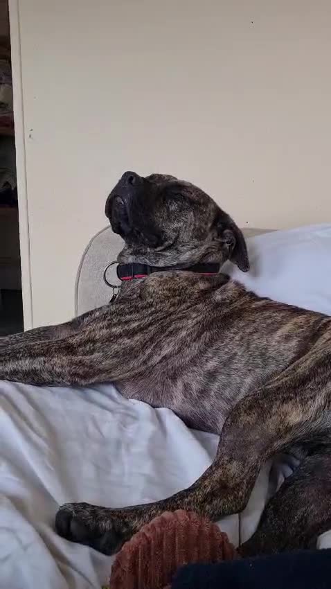 Mixed Breed dogs for adoption: Nile  - Video 1