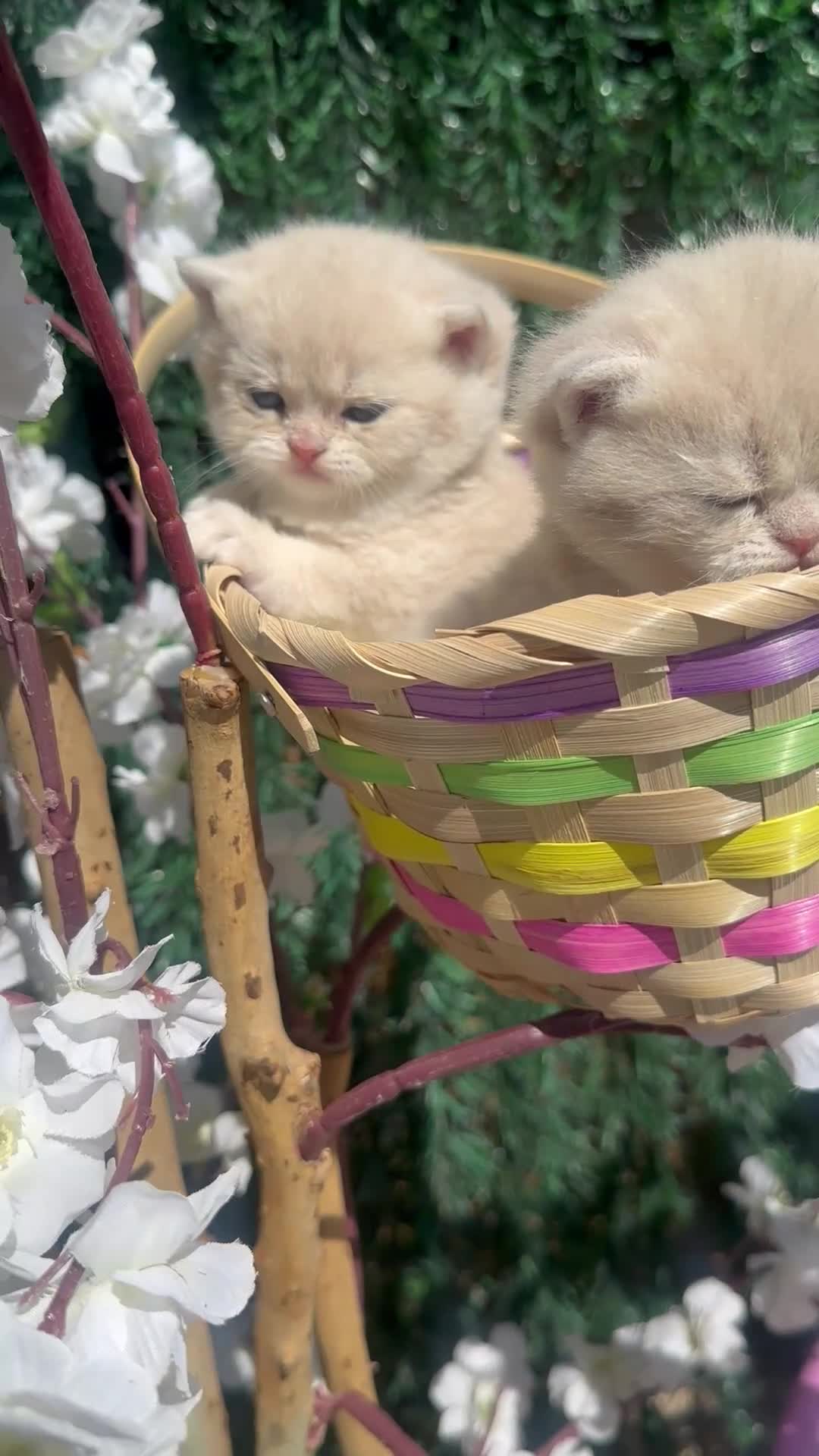 British Shorthair cats for sale: Gorgeous fur babies 😻 - Video 1