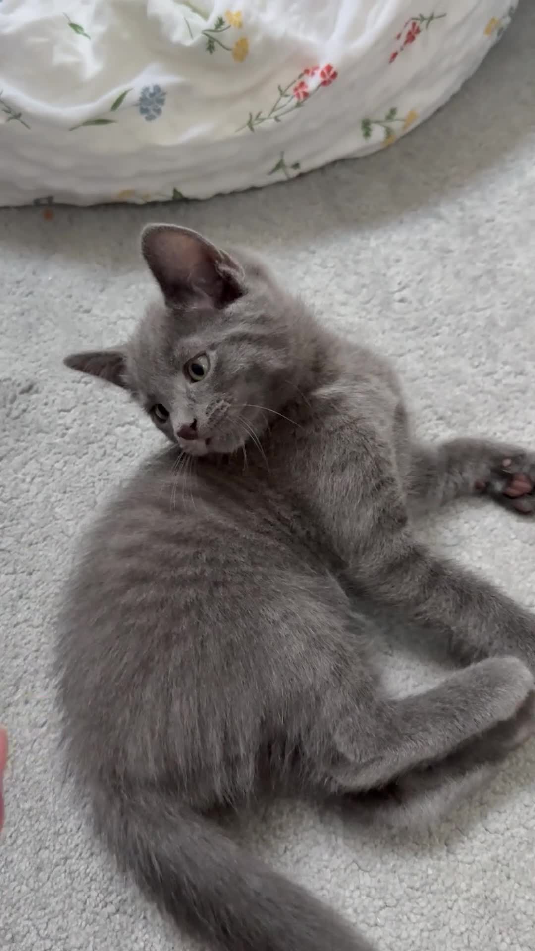 Russian Blue cats for sale: Russian blue kittens  - Video 1