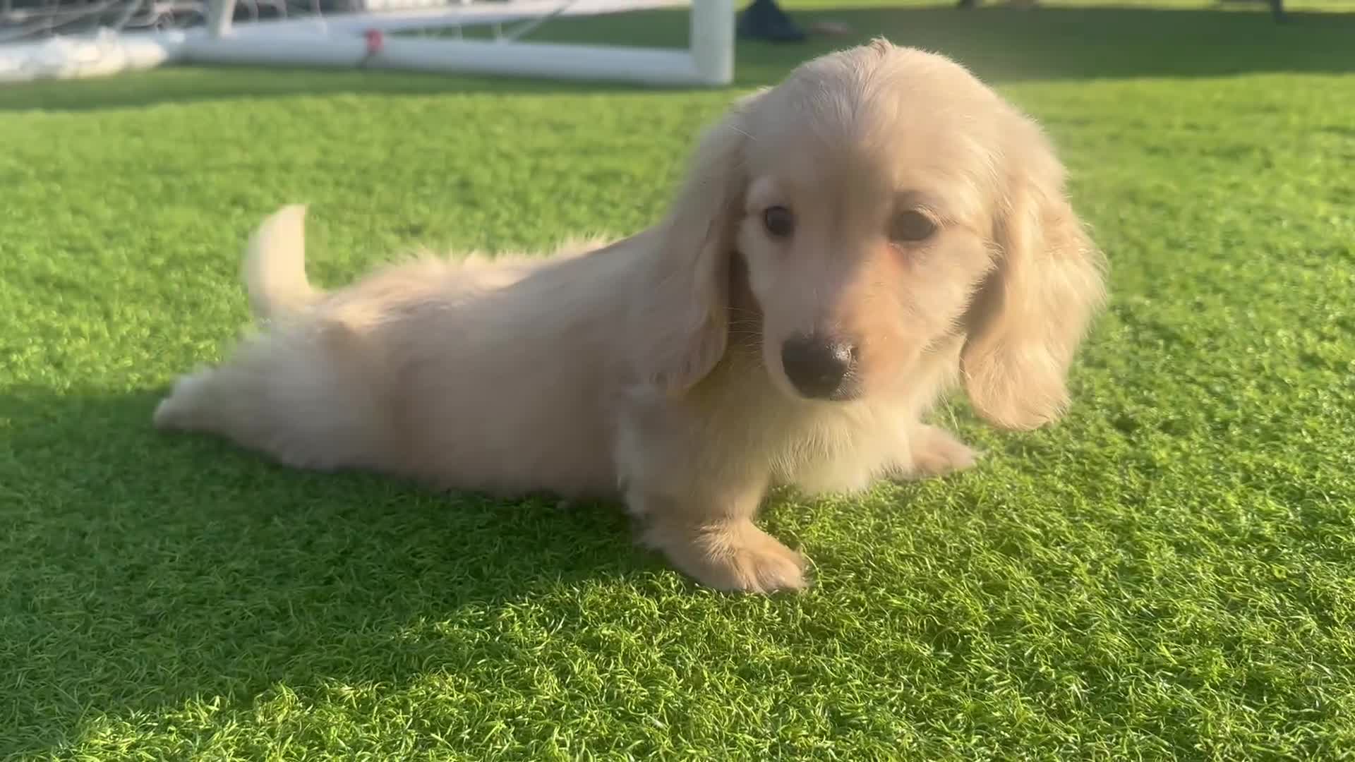 Miniature Dachshund dogs for sale: 👑 CREAM MINI DACHSHUNDS 👑 KC ✨ HEALTH TESTED ✨ - Video 3