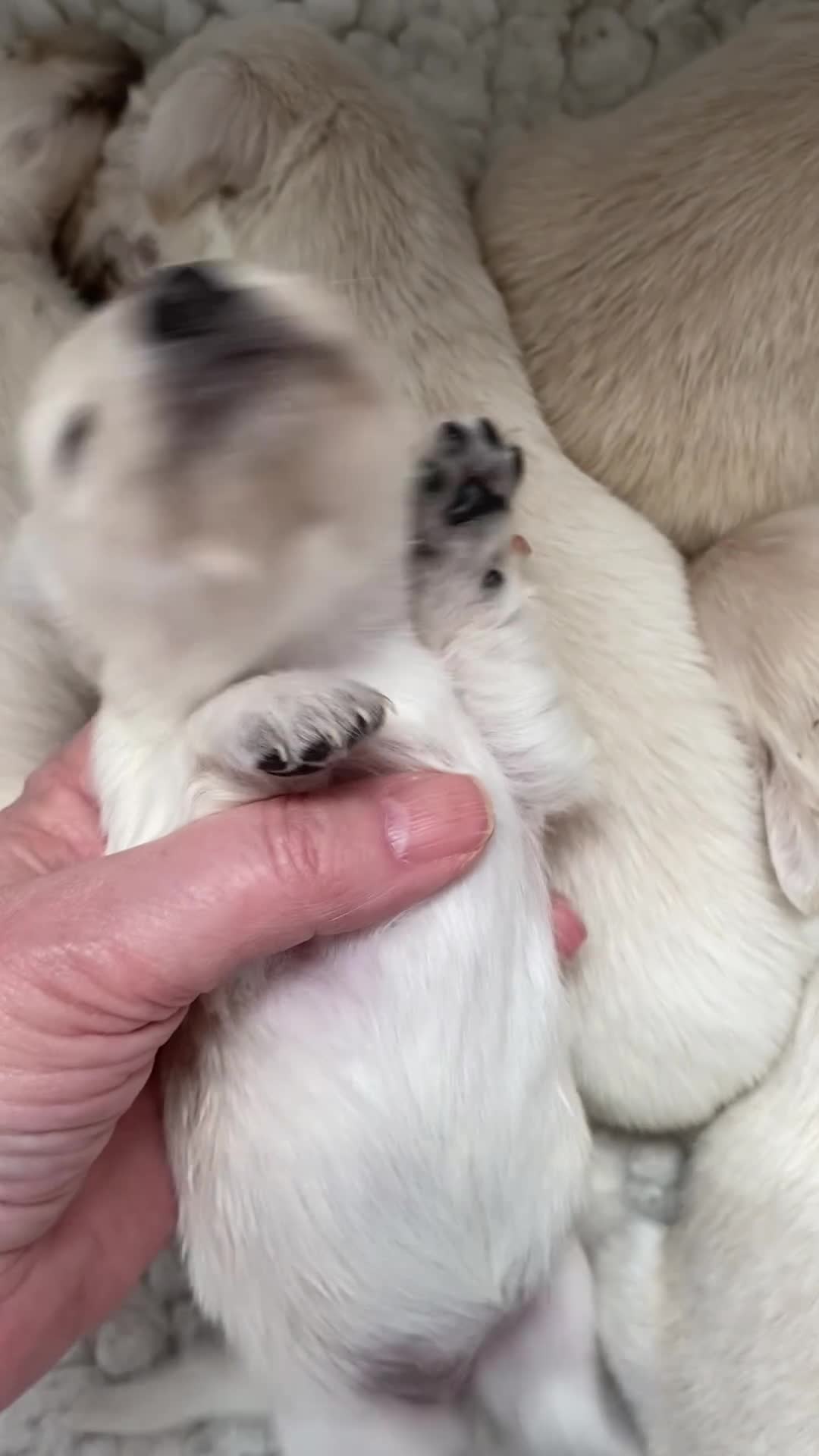 Miniature Dachshund dogs for sale: 🤍Clear Creams kc reg 🤍last boy - Video 4