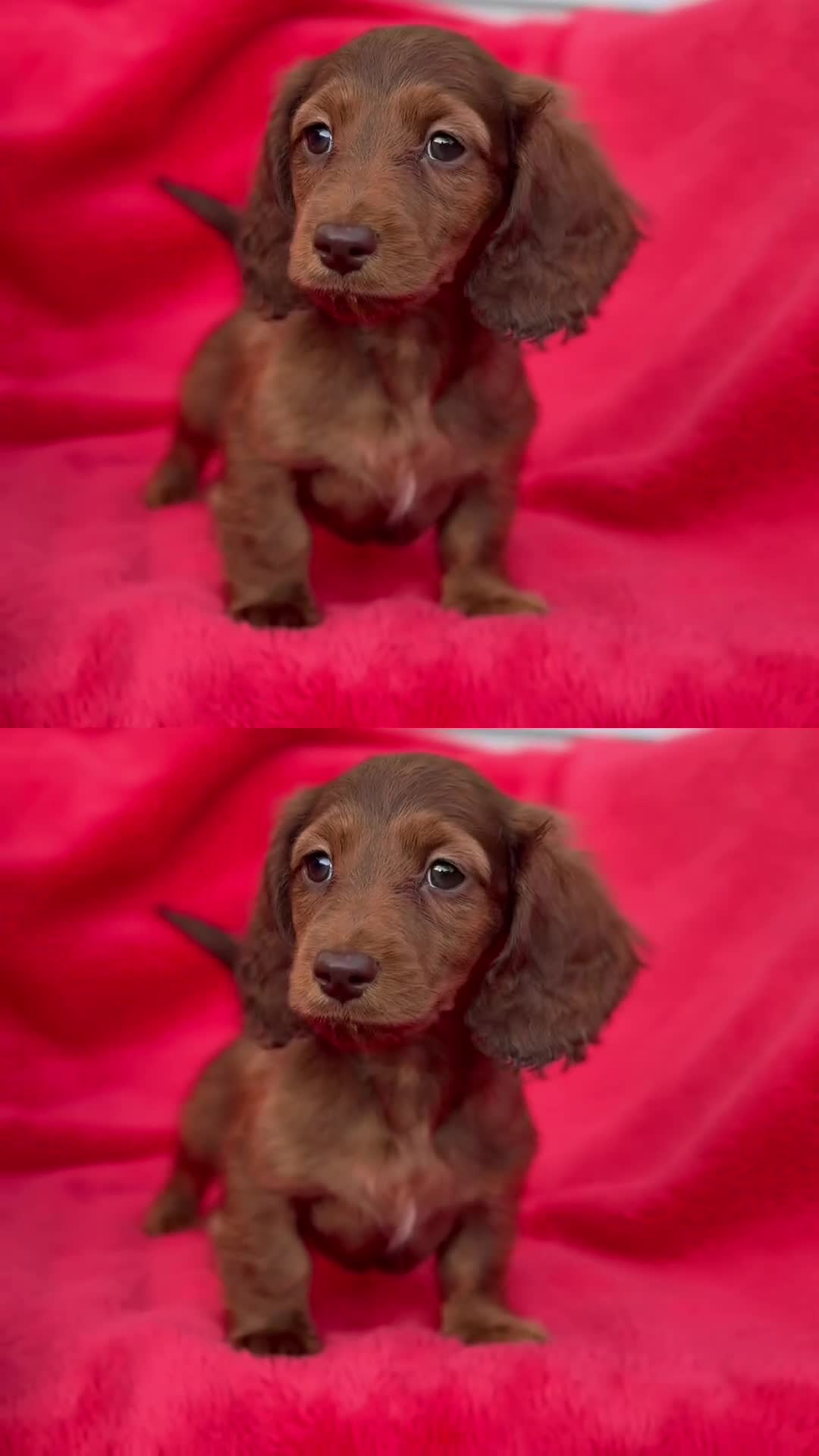 Miniature Dachshund dogs for sale: Kc long hair mini dachshunds  - Video 3