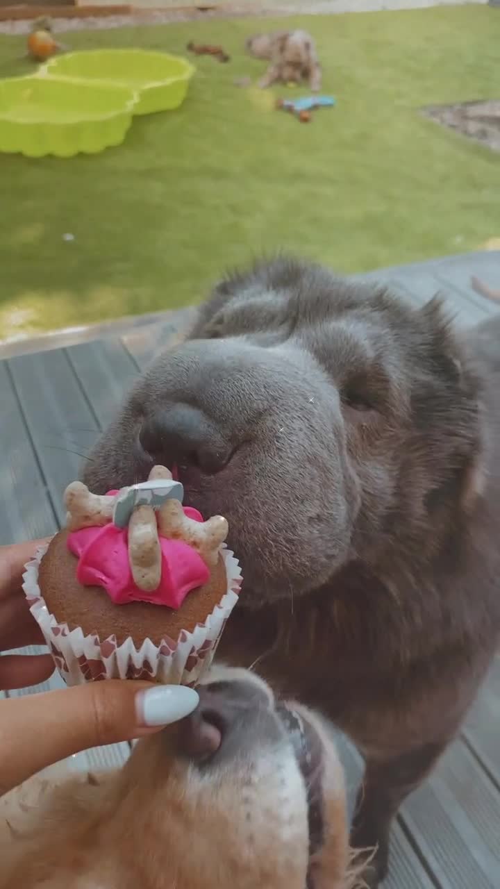 Shar Pei dogs for adoption: Lovely Sharpei bear coat looking for forever home - Video 1