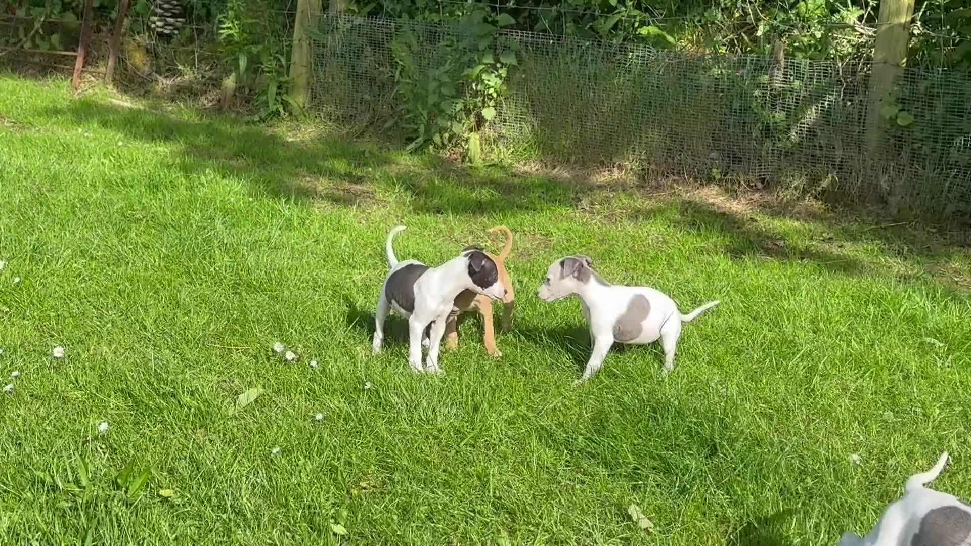 Whippet dogs for sale: Whippet puppy’s  in Beaworthy - Video 1
