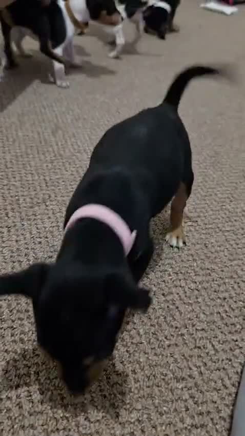 Miniature Pinscher dogs for sale: Stunning Miniature Pinscher Puppies–3Girls & 2Boys - Video 1