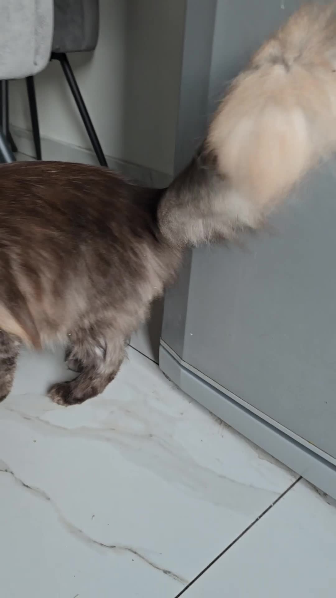 Maine Coon cats for sale: Maine coon male & female for sale  - Video 5