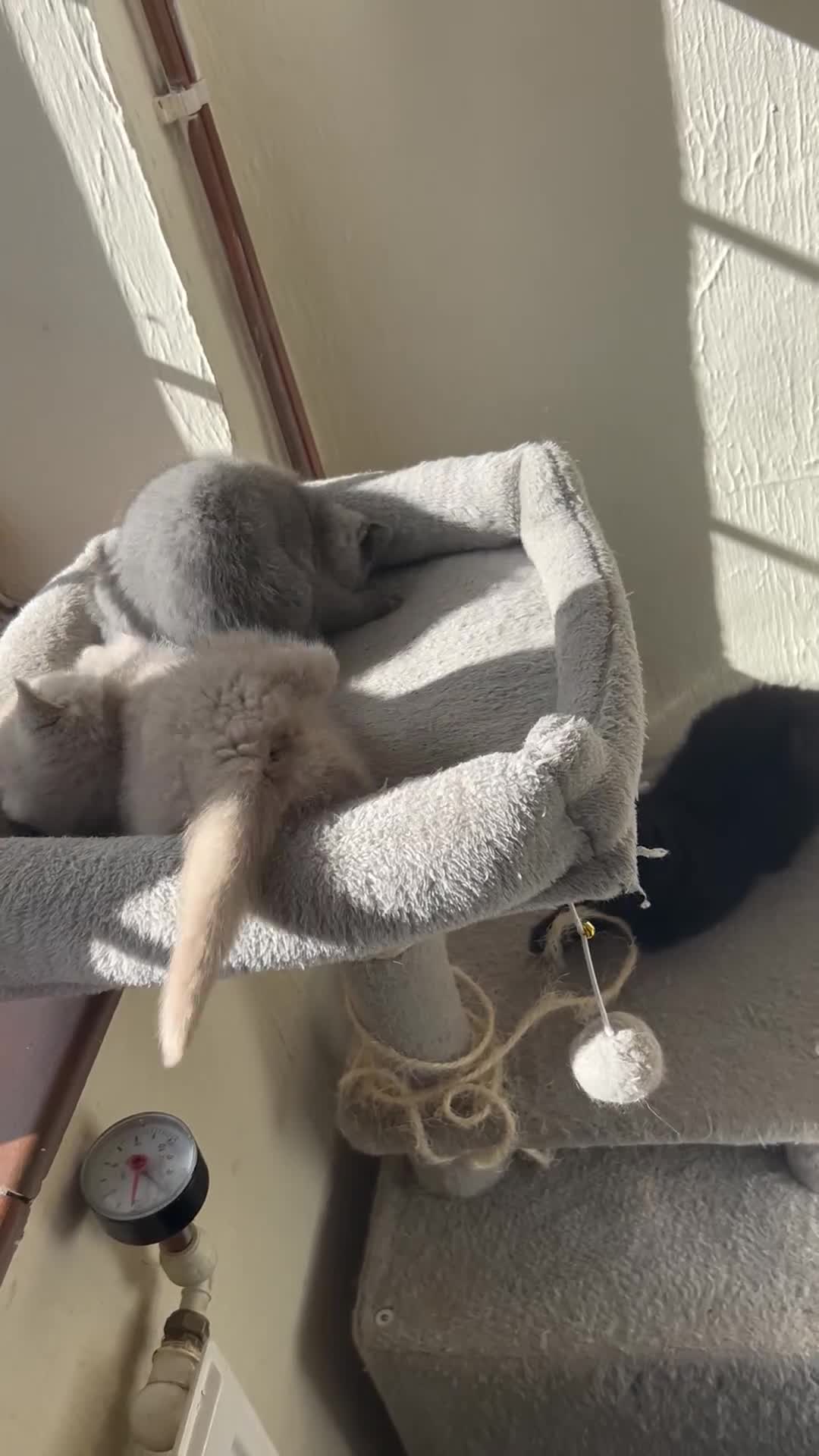 British Shorthair cats for sale: GCCF BSH Beautiful Kitten - 1 blue male  - Video 1