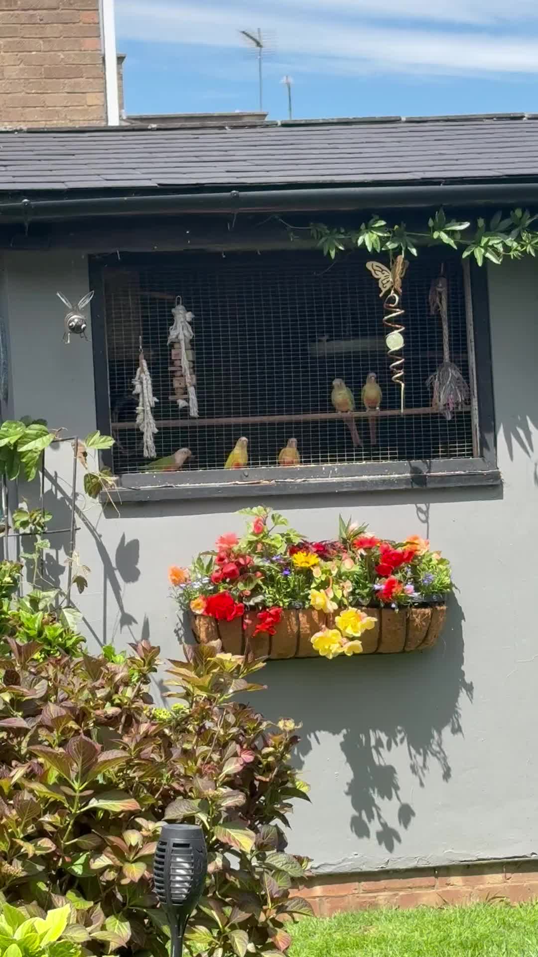 Conures birds for sale: Baby conures, parent reared, dna tested - Video 1