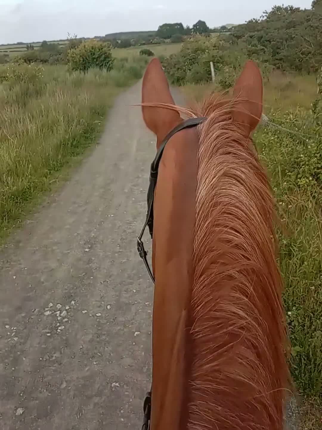 Irish Sports horses for sale: Khal  9 year old 17.2/3hh Irish sport horse  - Video 1
