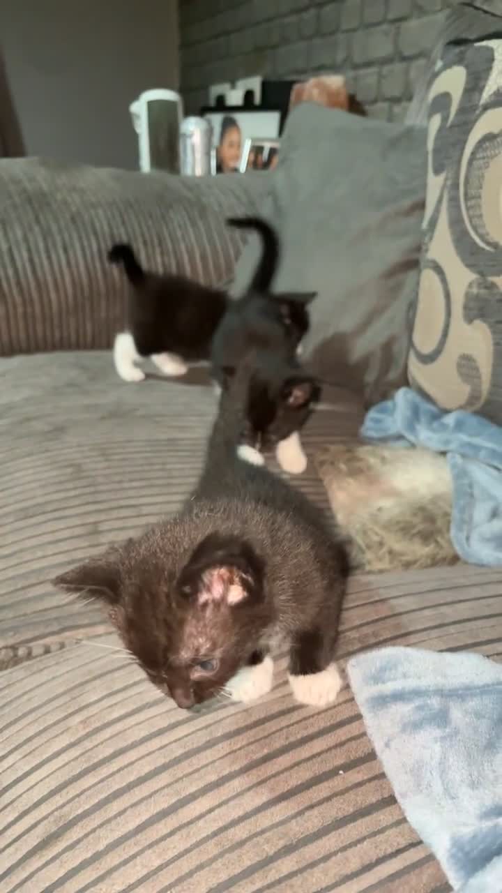 Mixed Breed cats for sale: Kittens FREE to a loving home - Video 2