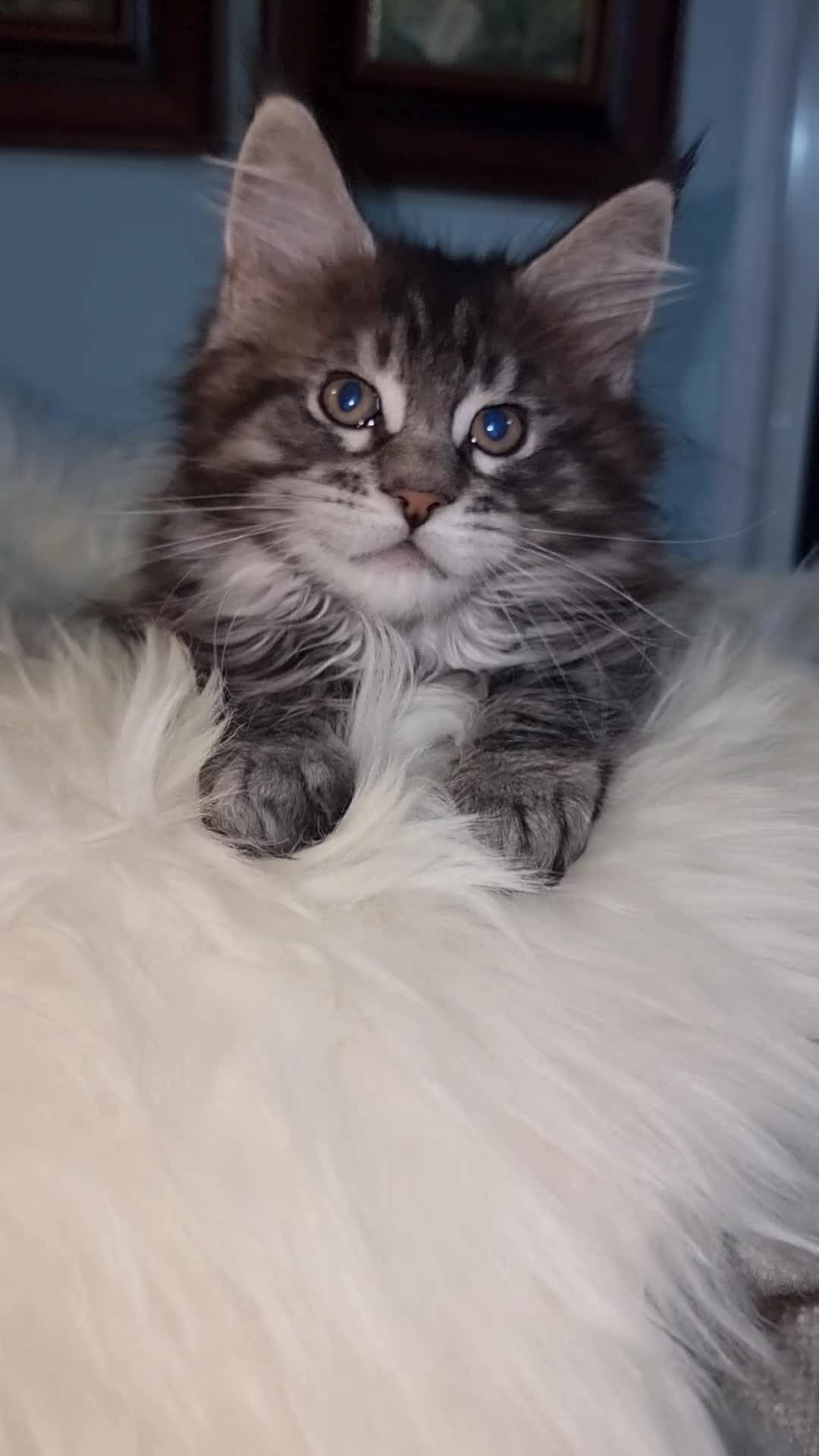 Maine Coon cats for sale: GCCF Registered Pedigree Main Coon Kittens - Video 3