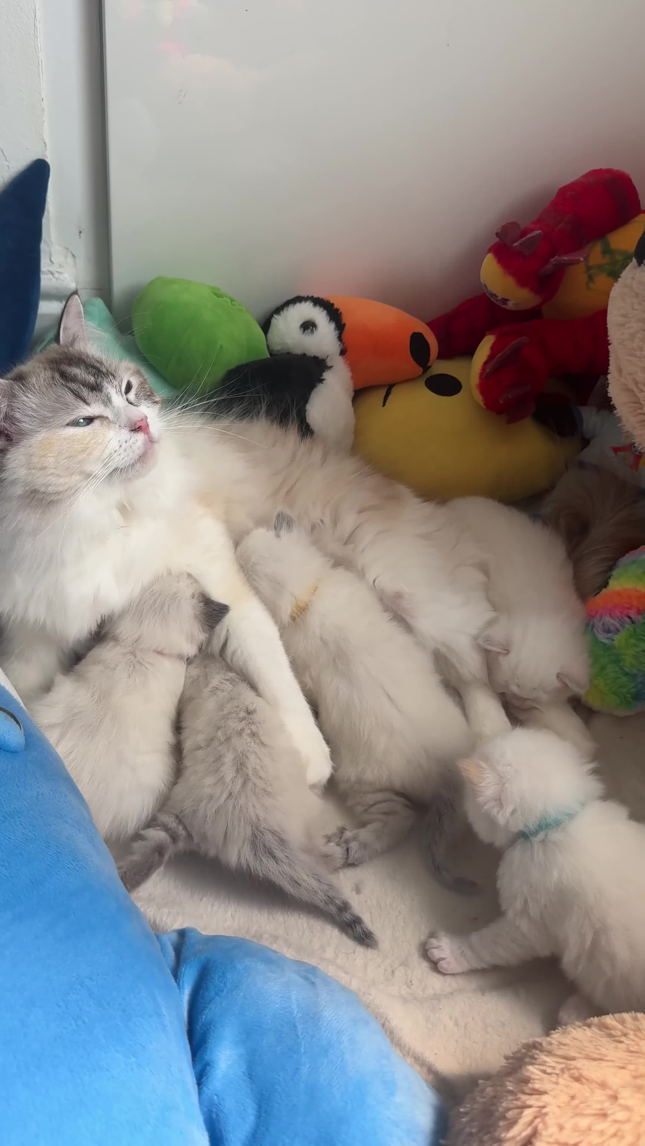 Ragdoll cats for sale: Beautiful Purebred Ragdoll Kittens for Sale ✨ - Video 5