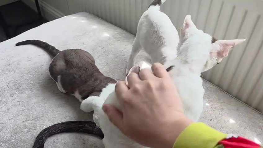 Devon Rex cats for sale: Darling Devons  - Video 2