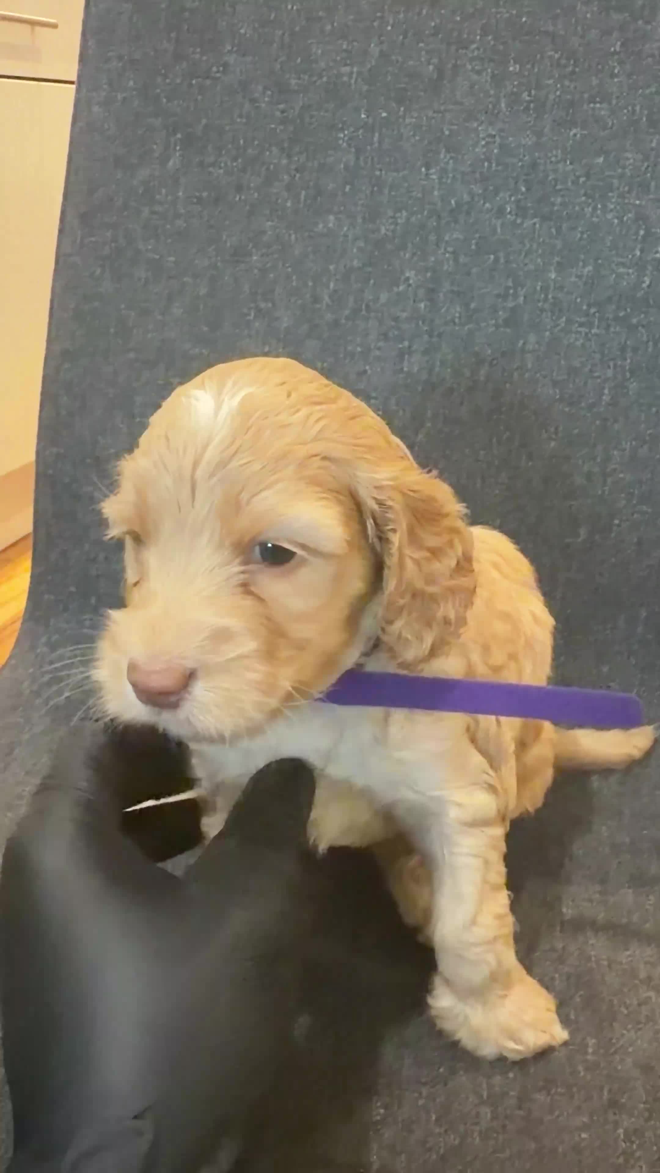 Cockapoo dogs for sale: Cockapoo Puppies Looking for Their Forever homes - Video 3