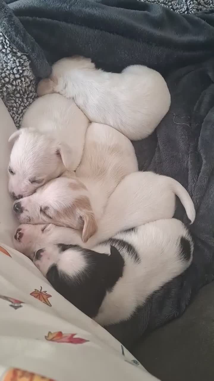 Jack Russell dogs for sale: Beautiful Jack Russell puppies for sale! in Wigan - Video 1